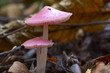 Pink mushrooms on a background of dry brown autumn leaves. Mushroom fruiting bodies.