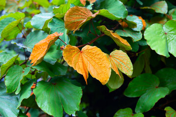 Canvas Print - Bauhinia aureifolia or gold leaf bauhinia