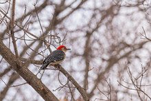 Red Bellied Woodpecker - Allendale, MI USA