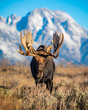© Tristan - moose in the mountains