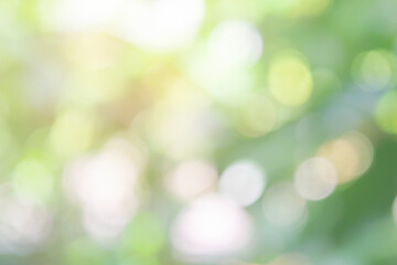 Wall Mural - nature bokeh blur abstract background with sun and sunbeam. sunlight bokeh on green leaf tree foliag