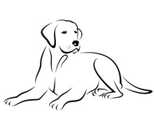 Image Of A Dog Labrador Design Isolated On Transparent Background. Pet. Animals.