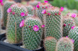 Cactus in pot with flower. home plant decoration concept.
