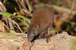 Musky Rat Kangaroo in Queensland rainforest