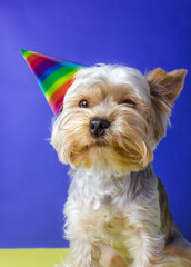 Wall Mural - Funny lovely dog breed Yorkshire Terrier portrait close up with festive cap on head celebrating birthday, anniversary. Funny puppy as gift. Doggy on blue yellow vertical background. Happy holidays.