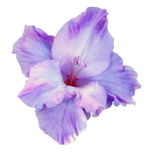 Beautiful Purple Gladiolus Flower. PNG File On A Transparent Background.