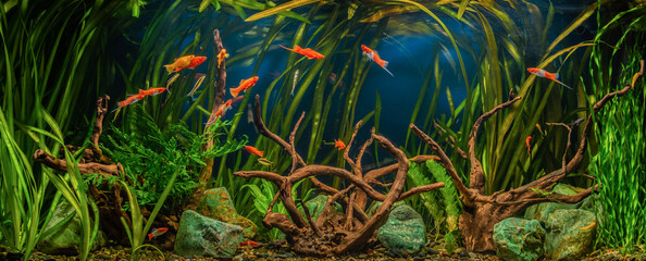 Wall Mural - Freshwater aquarium with snags, green stones, tropical fish and water plants.