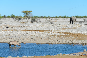 Wall Mural - Wild oryx antelope in the African savannah