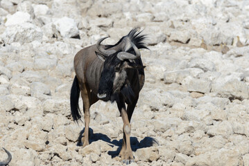 Wall Mural - Wild gnu antelope in in African national park