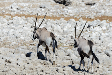 Wall Mural - Wild oryx antelope in the African savannah