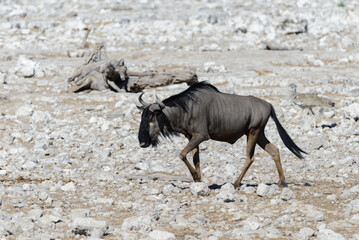 Wall Mural - Wild gnu antelope in in African national park