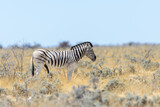 Fototapeta  - Wild zebra walking in the African savanna close up