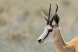 Wild springbok antelope portrait in the African savanna close up