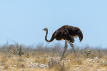 Wild Ostrich Walking In The African Savannah