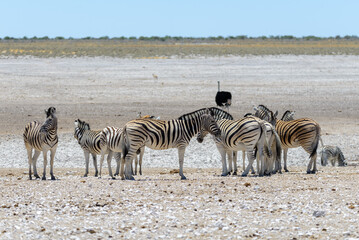 Wall Mural - Wild zebras walking in the African savanna