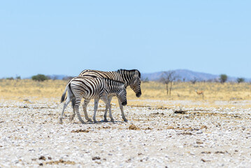 Wall Mural - Wild zebra mother with cub walking in the African savanna