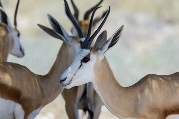 Wall Mural - Wild springbok antelope portrait in the African savanna close up