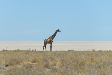 Wall Mural - Giraffe walking in the African savanna