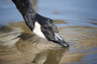 Canada Goose Drinking from a Puddle