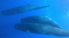 Sperm Whales And Diver Underwater, Sri Lanka
Beautiful Underwater View Of Sperm Whales From Sri Lanka, 2022
