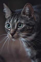 Poster - Cute gray cat with long whiskers looking on something against a blurry background