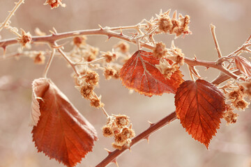 Poster - red leaves on a bush in autumn