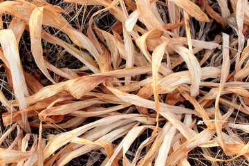 Poster - dry plant with yellowed leaves