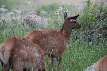 Wall Mural - Fawns In The Grass, Jasper National Park, Alberta