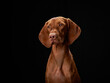 © Anna Averianova - red dog on black. Beautiful Hungarian Vizsla on a dark background in the studio