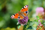 Fototapeta Londyn - Peacock butterfly on a flower in a natural setting. Butterfly close-up. Insect collects nectar on a flower. Aglais io.
