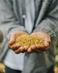 Wall Mural - Close up  hand holding on seed ,Seeding,Seedling,Agriculture. rice seed..