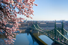 Blooming Tree Against Budapest View Featuring Liberty Bridge