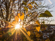 © Westend61 - Setting sun shining through branches of bare autumn trees