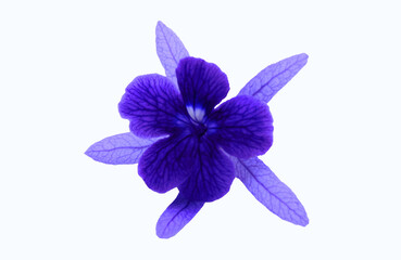 Wall Mural - Blue, violet or purple flowers isolated on white background with clipping path and make selection. Beauty in nature, Tropical plant, shape of flora and Bouquet of floral.