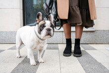 Woman Standing With French Bulldog At Footpath