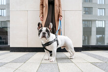 Woman Standing With French Bulldog On Footpath
