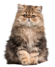 Cat Png Transparent Image