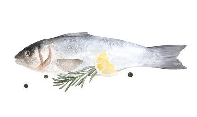 Wall Mural - Watercolor illustration of raw fish sea bass isolated on white background