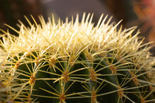 Golden Barrel Cactus. Echinocactus Grusonii, Ferocactus Spines. Deserts Plant.