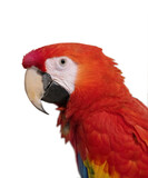 Fototapeta Zwierzęta - red parrot scarlet macaw, isolated on white background