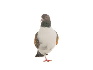 Poster - german modena pigeon stands on one leg isolated on white background