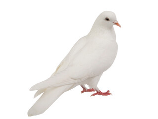 Sticker - white dove isolated on white background