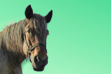 Muzzle of a brown horse on a green background. copy space