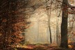 A path through a fairytale autumn forest on a foggy November morning