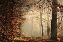 A Path Through A Fairytale Autumn Forest On A Foggy November Morning