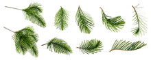 Set Of Pine Branches