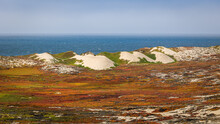 The Coastline Of The Northern Pacific Ocean In California With The Beautiful Sand Dunes Covered With The Hottentot Fig In The Colors Orange, Red, Brown And Green