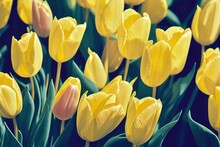 Beautiful Dense Tulip Flower Buds Among Bright Green Leaves