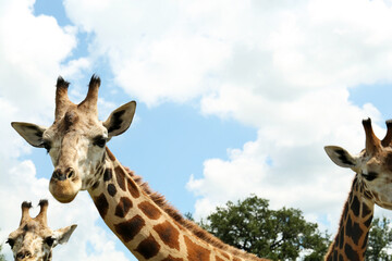 Wall Mural - Beautiful spotted African giraffes in safari park