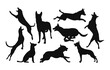 Set of belgian malinois dog silhouette isolated one white background